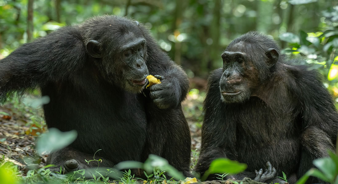 chimps in Nyungwe Forest